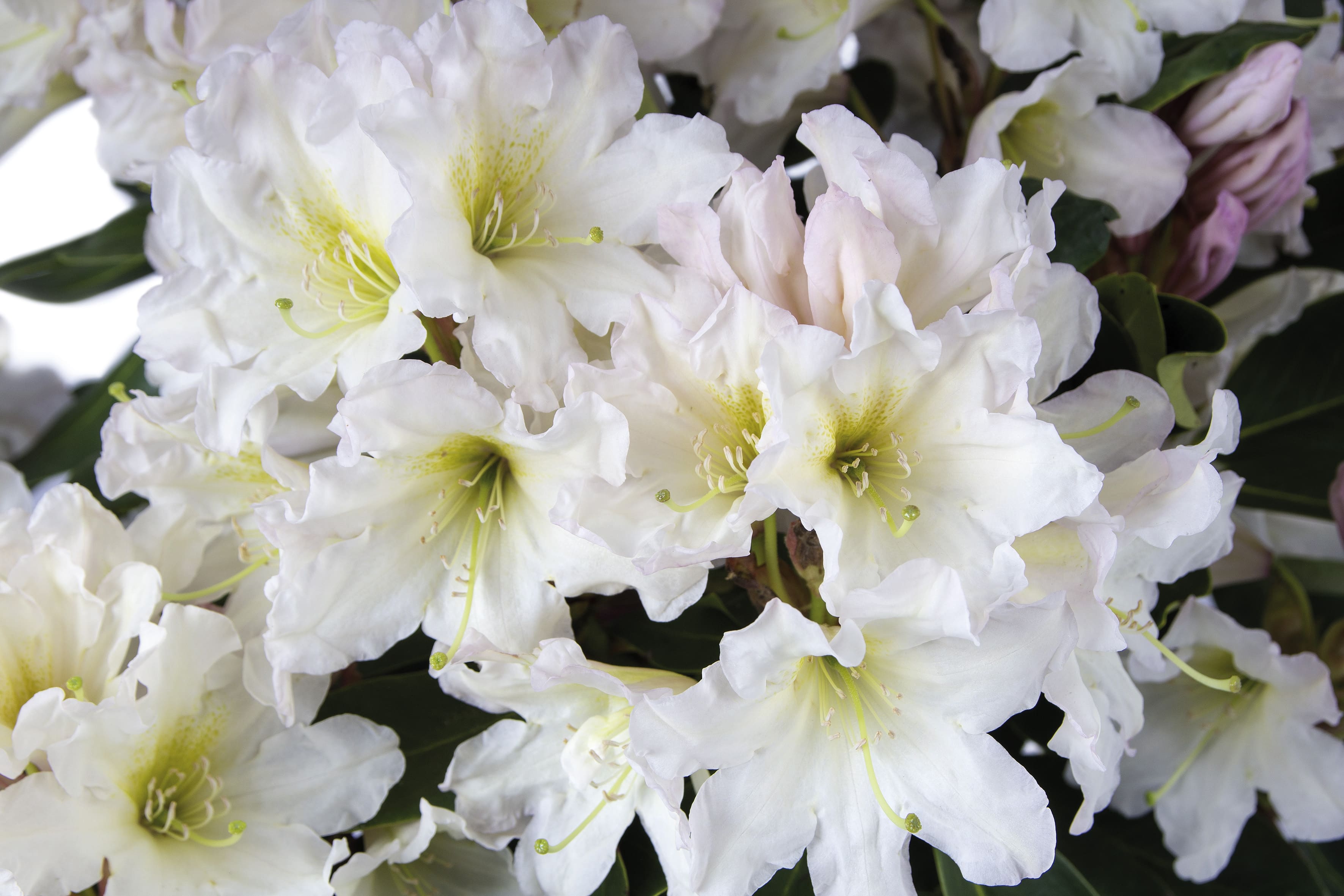 Rhododendron Easydendron 'Dufthecke', weiß Erde Blumen Risse